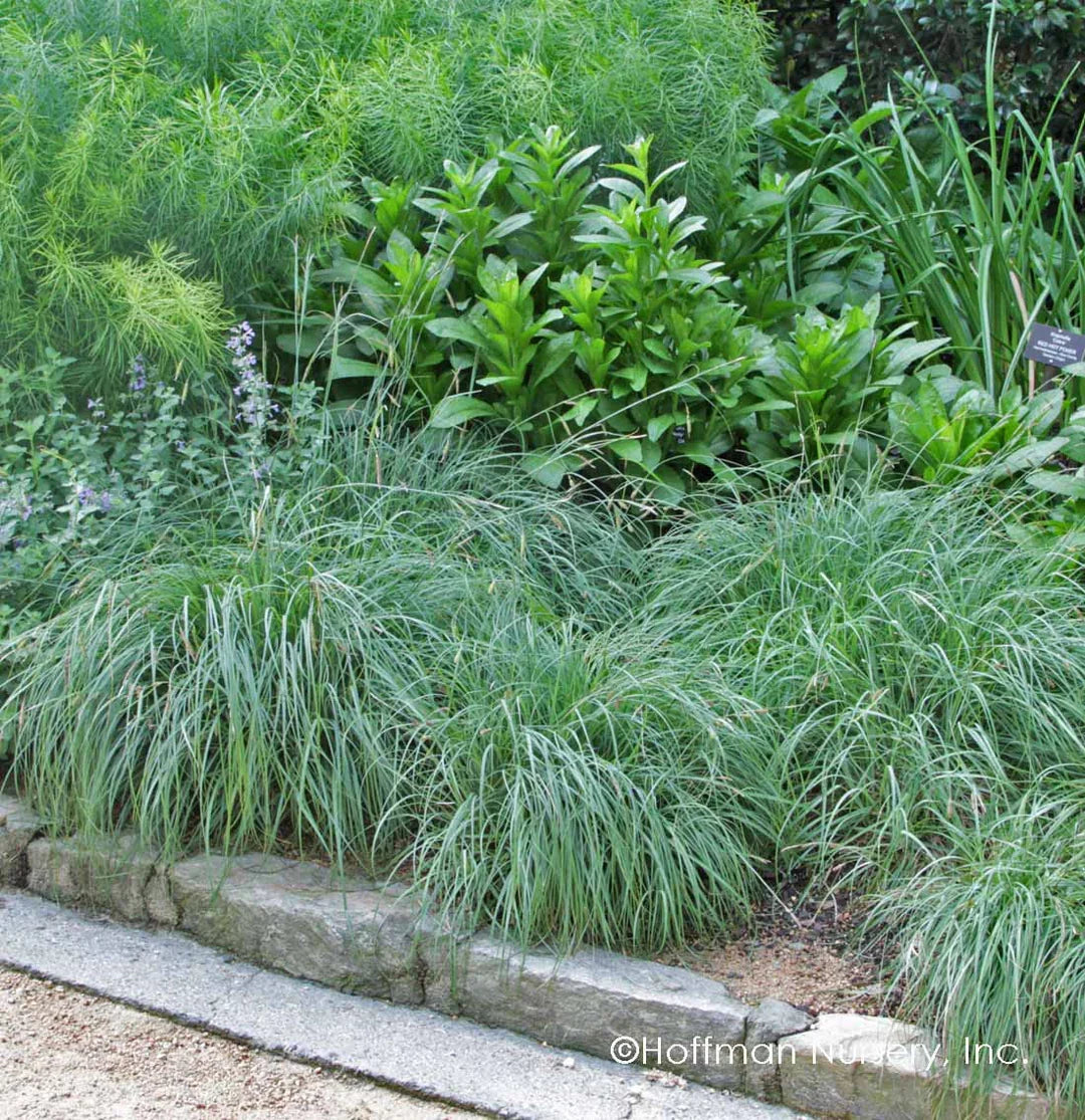 Designing With Grasses
