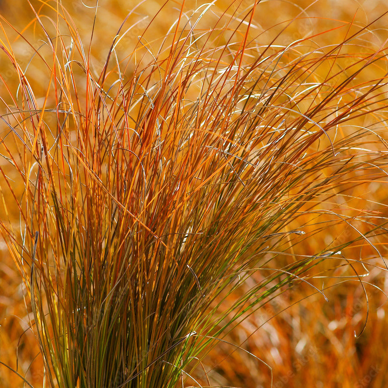 Dividing Ornamental Grasses