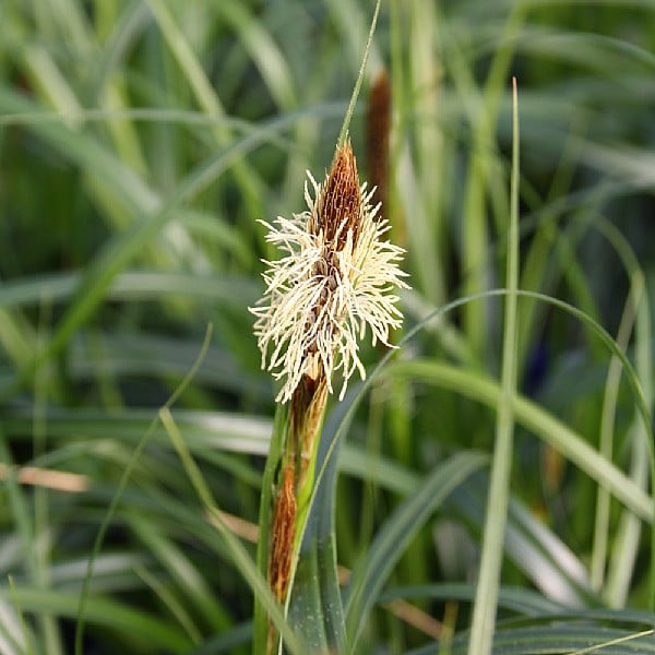 CAREX 'Ribbon Falls' --Sedge Grass