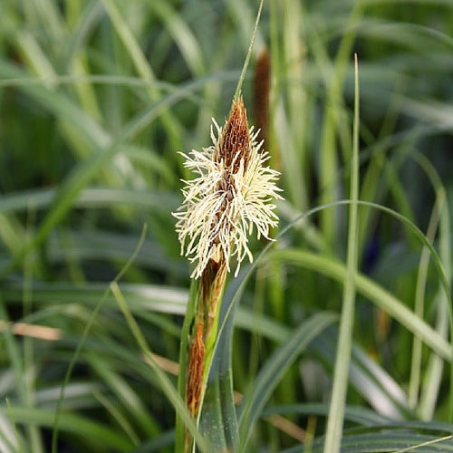CAREX 'Ribbon Falls' --Sedge Grass