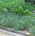 Carex flacca 'Blue Zinger' – Blue Sedge