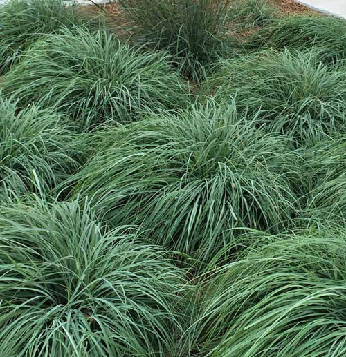 Carex flacca – Blue Sedge – 4 inch pot – Ornamental Grassworks