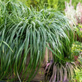 CAREX 'Ribbon Falls' --Sedge Grass