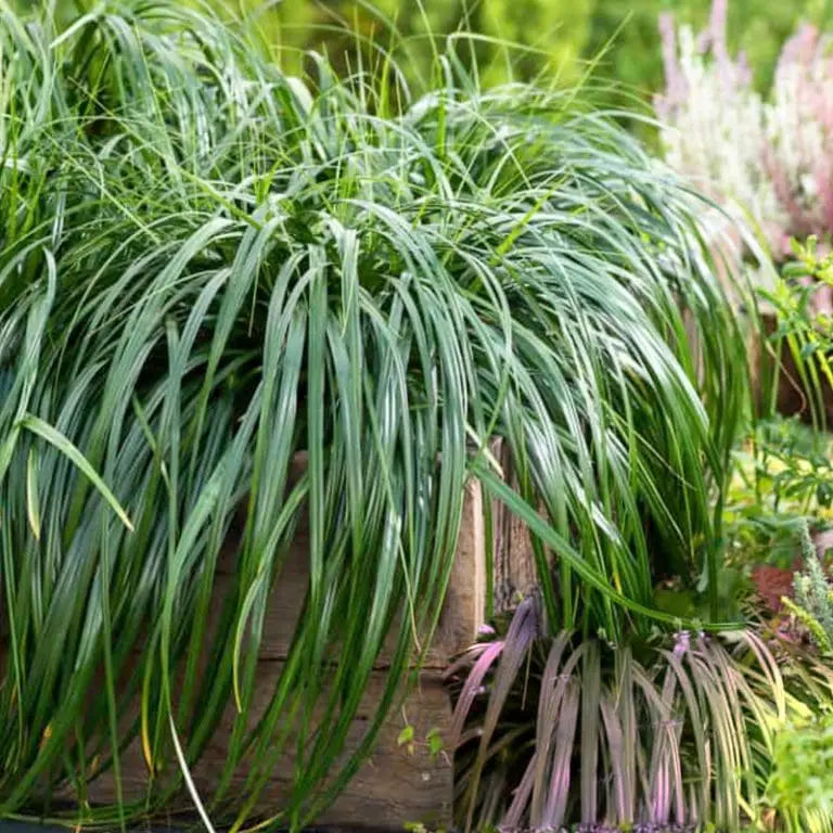 CAREX 'Ribbon Falls' --Sedge Grass – 4 inch pot – Ornamental Grassworks