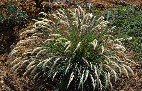 Calamagrostis nutkaensis x foliosa 'Little Nootka' – Reed Grass