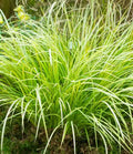 Acorus gramineus variegatus 'Ogon'