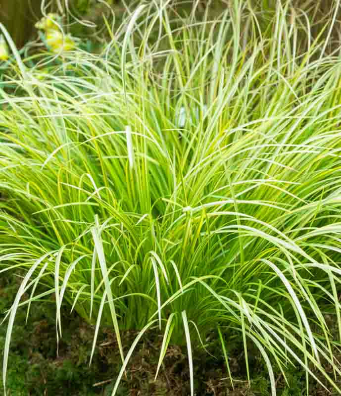 Acorus gramineus variegatus 'Ogon'