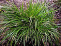 ACORUS gramineus 'Pusillus' – 4 inch pot – Ornamental Grassworks