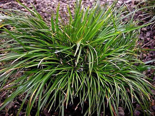 ACORUS gramineus 'Pusillus' – 4 inch pot – Ornamental Grassworks