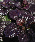 Ajuga reptans 'Black Scallop' – Carpet Bugle – 4 inch pot – Ornamental Grassworks