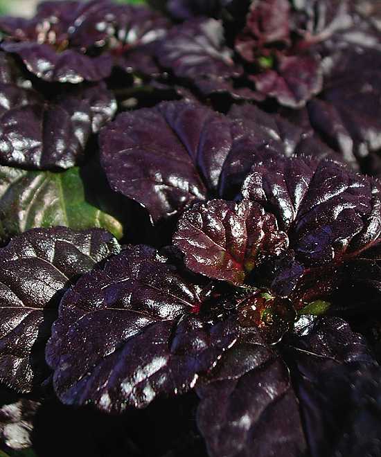 Ajuga reptans 'Black Scallop' – Carpet Bugle – 4 inch pot – Ornamental Grassworks