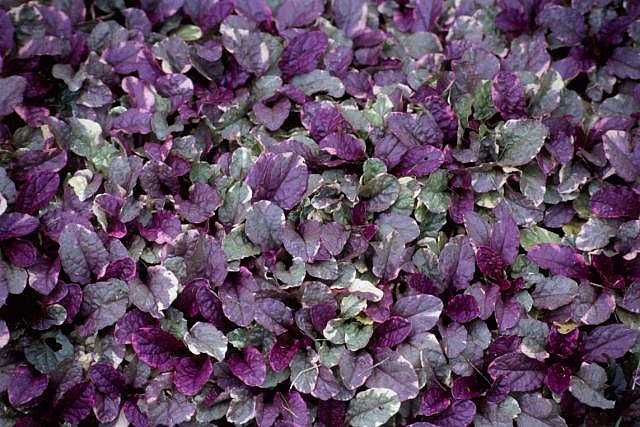 Ajuga reptans 'Burgundy Glow' – Carpet Bugle – 4 inch pot – Ornamental Grassworks