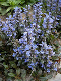 Ajuga reptans 'Chocolate Chip' – Carpet Bugle – 4 inch pot – Ornamental Grassworks