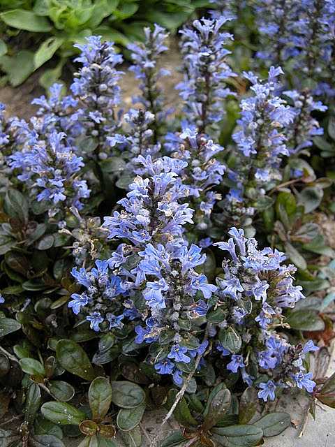 Ajuga reptans 'Chocolate Chip' – Carpet Bugle – 4 inch pot – Ornamental Grassworks