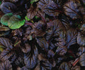 Ajuga reptans 'Mahogany' – Carpet Bugle – 4 inch pot – Ornamental Grassworks