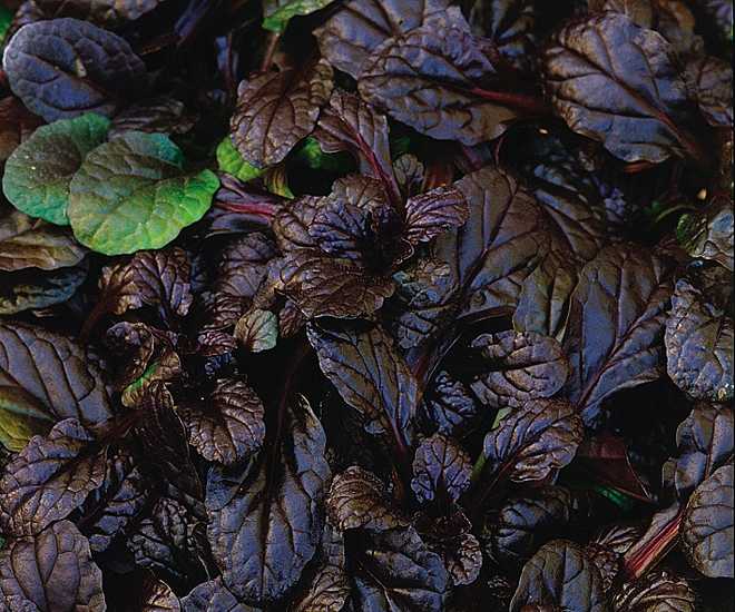 Ajuga reptans 'Mahogany' – Carpet Bugle – 4 inch pot – Ornamental Grassworks