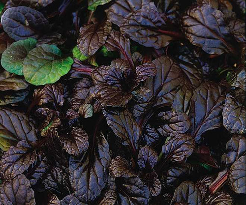 Ajuga reptans 'Mahogany' – Carpet Bugle – 4 inch pot – Ornamental Grassworks