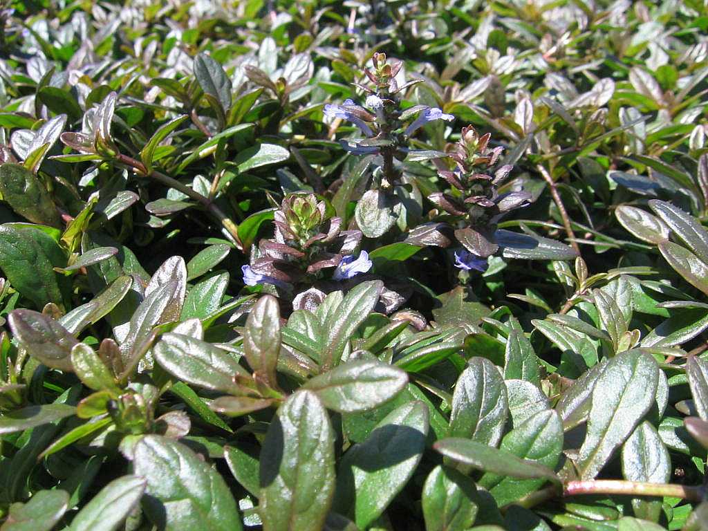 Ajuga reptans 'Chocolate Chip' – Carpet Bugle – 5 gallon pot – Ornamental Grassworks