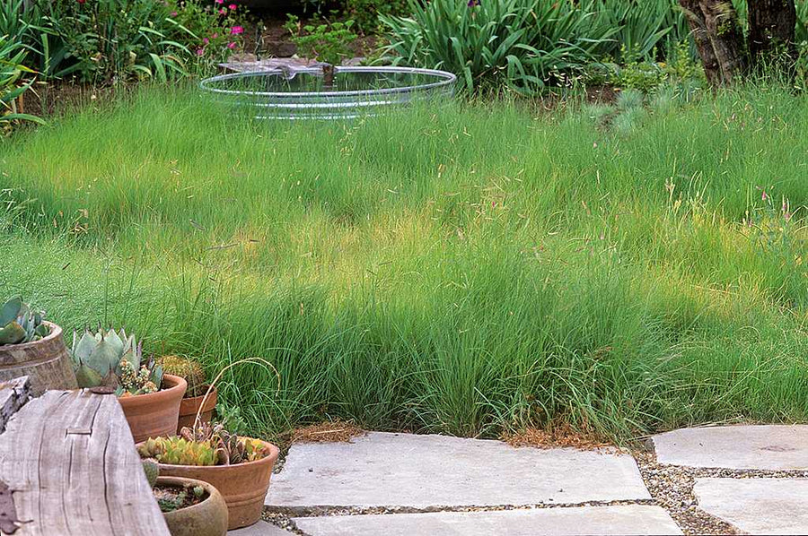 Bouteloua gracilis – Blue Grama Grass – 4 inch pot – Ornamental Grassworks