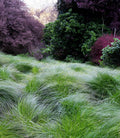 Carex praegracilis – Clustered Field Sedge