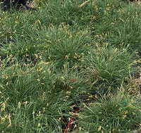 Carex praegracilis 'Chisai' – Clustered Field Sedge