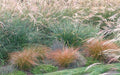 Carex testacea 'Prairie Fire' – Orange Sedge