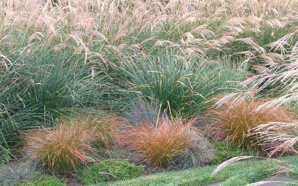Carex testacea 'Prairie Fire' – Orange Sedge