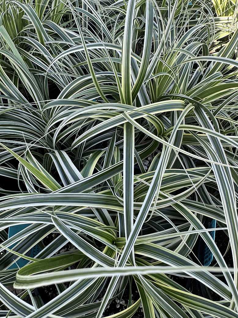 Carex 'Feather Falls' – Variegated Japanese Sedge
