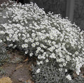 Cerastium tomentosum 'Yo Yo' – Snow-in-Summer – 4 inch pot – Ornamental Grassworks
