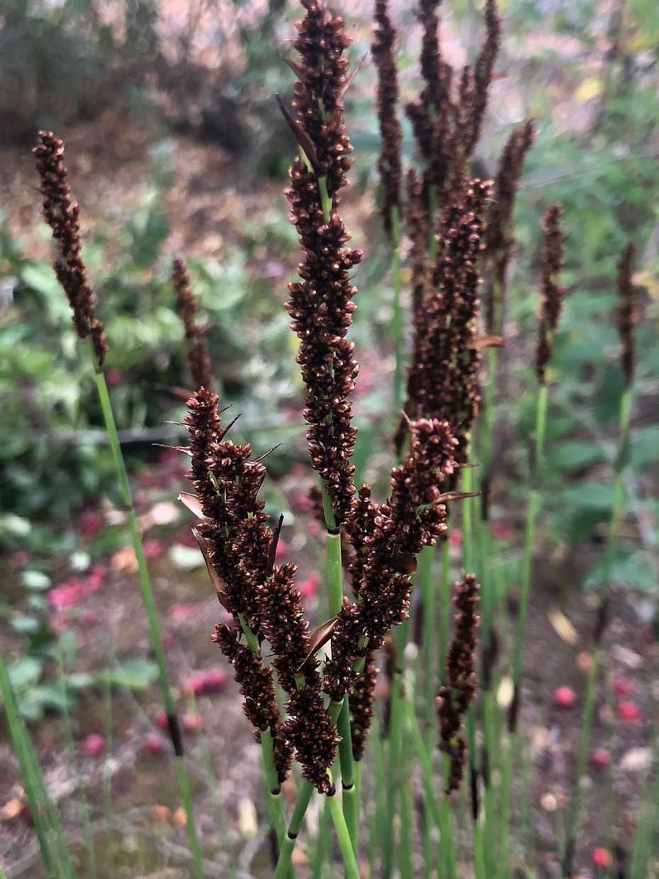 CHONDROPETALUM tectorum (Small Cape Rush, Thatch Reed)