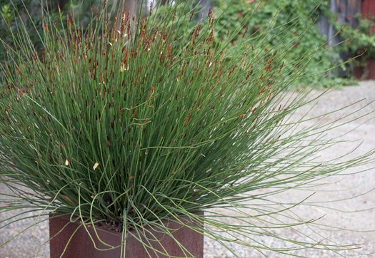 CHONDROPETALUM tectorum 'El Campo' (Small Cape Rush, Thatch Reed) – 4 inch pot – Ornamental Grassworks