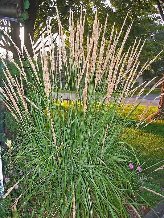 Calamagrostis x acutiflora 'Karl Foerster' – Feather Reed Grass – 4 inch pot – Ornamental Grassworks