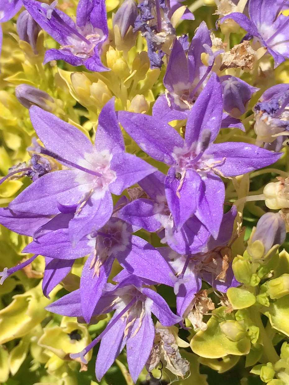 Bellflower 'Dickson’s Gold' – live perennial, deer resistant