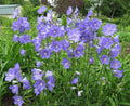 Peach-Leaved Bellflower – live perennial, deer resistant