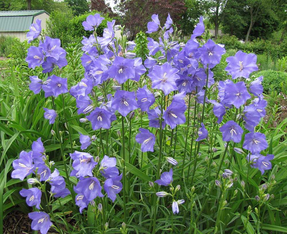 Peach-Leaved Bellflower – live perennial, deer resistant