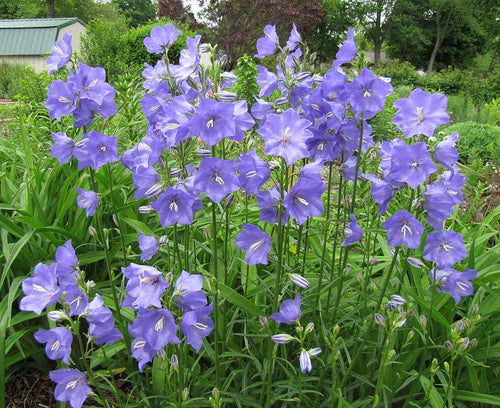 Peach-Leaved Bellflower – live perennial, deer resistant