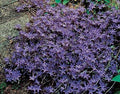 Serbian Bellflower 'Blue Waterfall' – live perennial, deer resistant