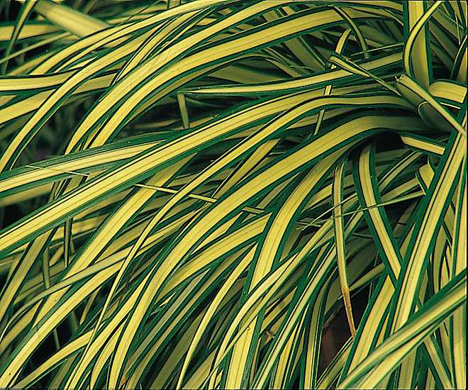 CAREX oshimensis 'Evergold' (Variegated Japanese Sedge) – 4 inch pot – Ornamental Grassworks