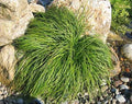 Carex x 'The Beatles' – Mop Top Sedge