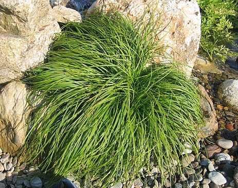 Carex x 'The Beatles' – Mop Top Sedge – 4 inch pot – Ornamental Grassworks