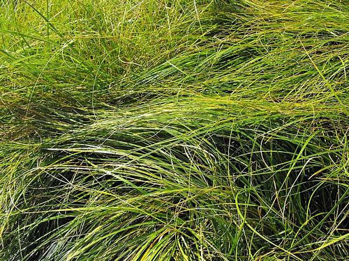 Carex praegracilis – Clustered Field Sedge