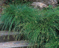 Carex divulsa – European Grey Sedge
