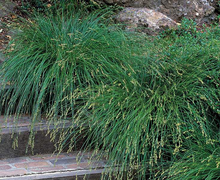 Carex divulsa – European Grey Sedge – 4 inch pot – Ornamental Grassworks