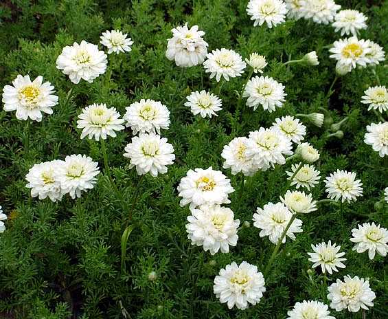 Chamaemelum nobile 'Flore Pleno' – Double-Flowered Chamomile – 4 inch pot – Ornamental Grassworks