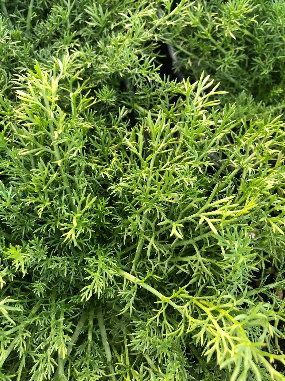 Chamaemelum nobile 'Treneague' – Non-Flowering Chamomile – 4 inch pot – Ornamental Grassworks