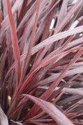 CORDYLINE 'Design-a-Line Burgundy'--Torbay, Cabbage or Cornish Palm