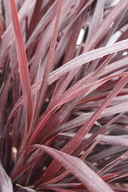CORDYLINE 'Design-a-Line Burgundy'--Torbay, Cabbage or Cornish Palm