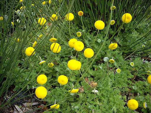 Cotula hispida – New Zealand Brass Buttons – 4 inch pot – Ornamental Grassworks