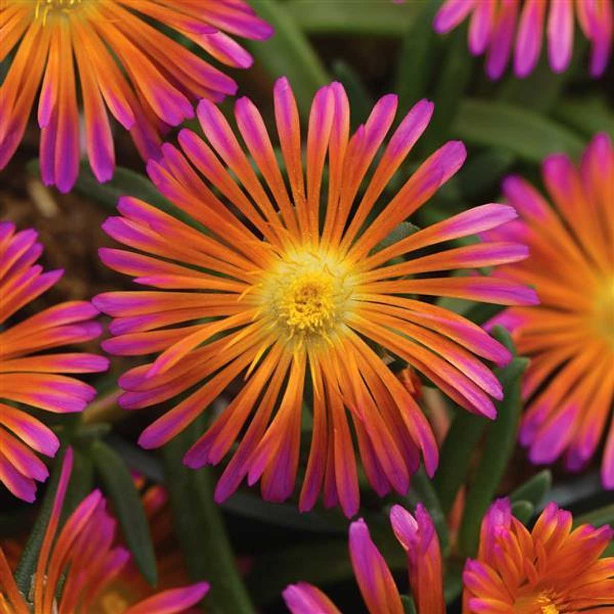 Delosperma hybrida 'Ocean Sunset Orange Glow' – Ice Plant – 4 inch pot – Ornamental Grassworks