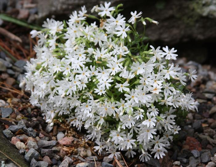 Phlox subulata 'Snowflake' – Creeping Phlox – 4 inch pot – Ornamental Grassworks
